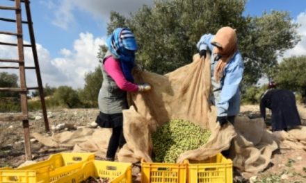 Trésor de l’agriculture Tunisienne : l’huile d’olive bio