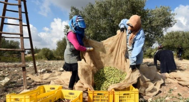 Trésor de l’agriculture Tunisienne : l’huile d’olive bio